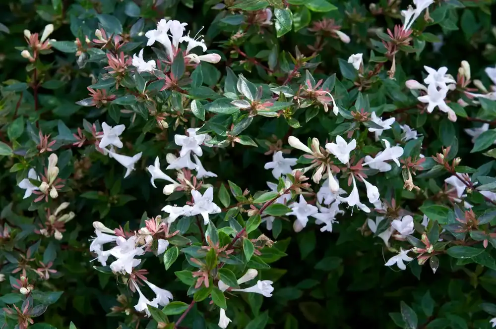 Veel gevraagd - Abelia op rek (Abelia grandiflora)