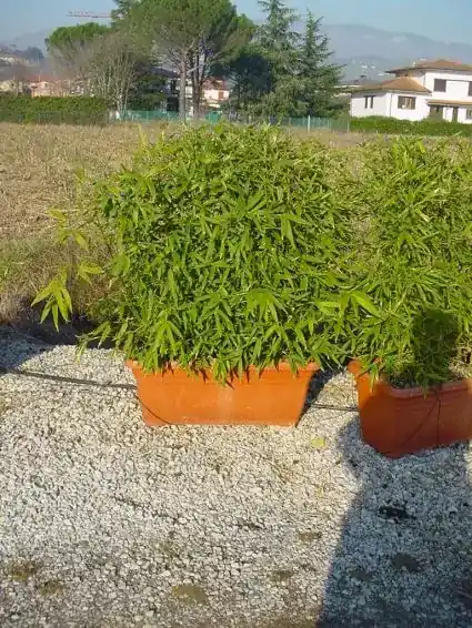Deal - Bamboe als meeneemhaag (Phyllostachys aurea)