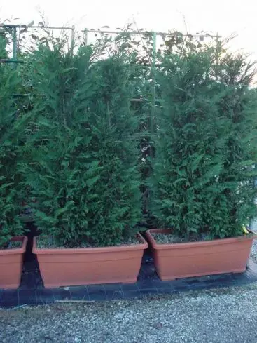 Koopje - Conifeer meeneemhaag (Cupressocyparis leylandii)