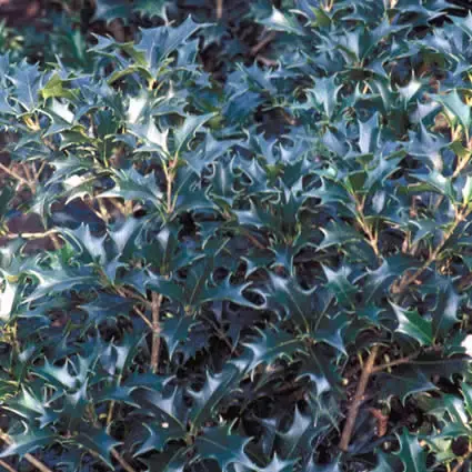 Schijnhulst (Osmanthus heterophyllus) | Nieuw