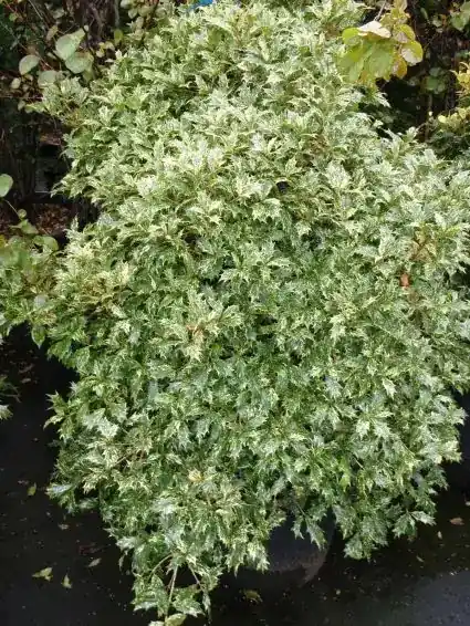 Schijnhulst (Osmanthus heterophyllus ‘Goshiki‘) - Veilige betaling