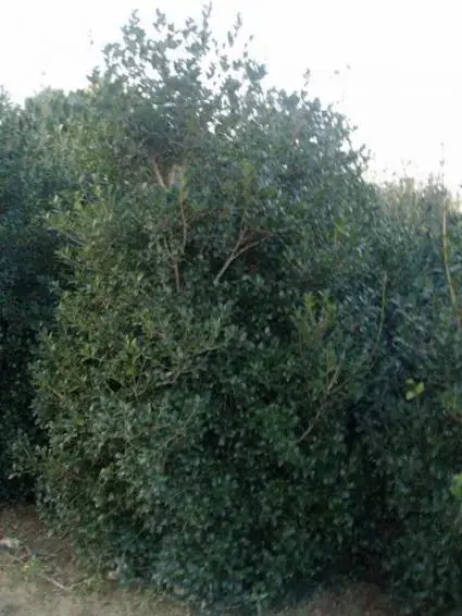 Opruiming | Schijnhulst (Osmanthus heterophyllus ‘Variegatus‘)