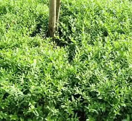 Nog maar een paar beschikbaar - Liguster (Ligustrum vulgare ‘Lodense‘)