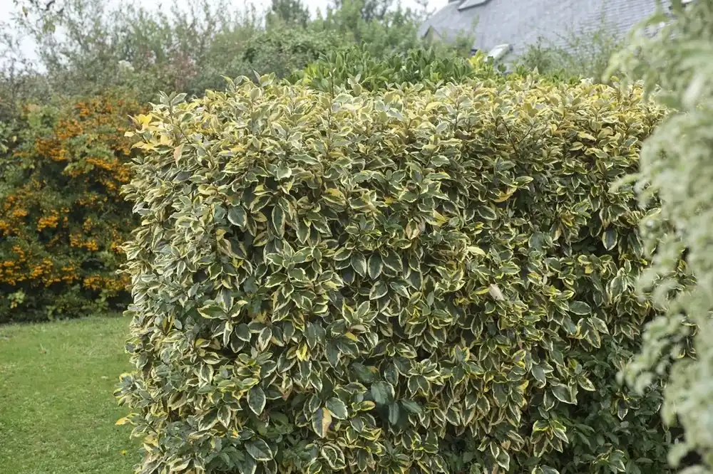 Fabrieksprijs | Bontbladige olijfwilg (Elaeagnus ebbingei ‘Gilt Edge‘)