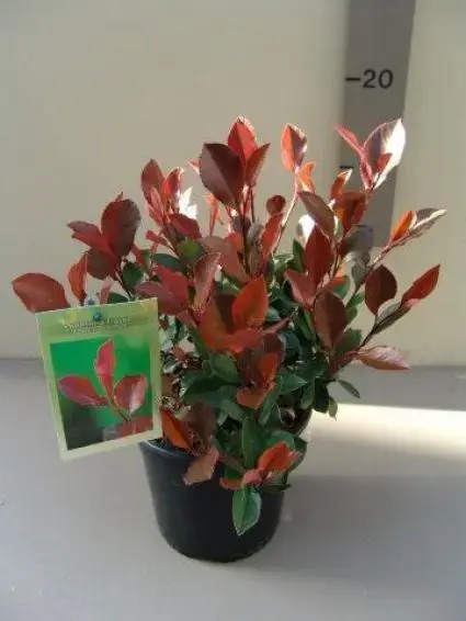 Scherp geprijsd - Glansmispel (Photinia fraseri ‘Little Red Robin‘)