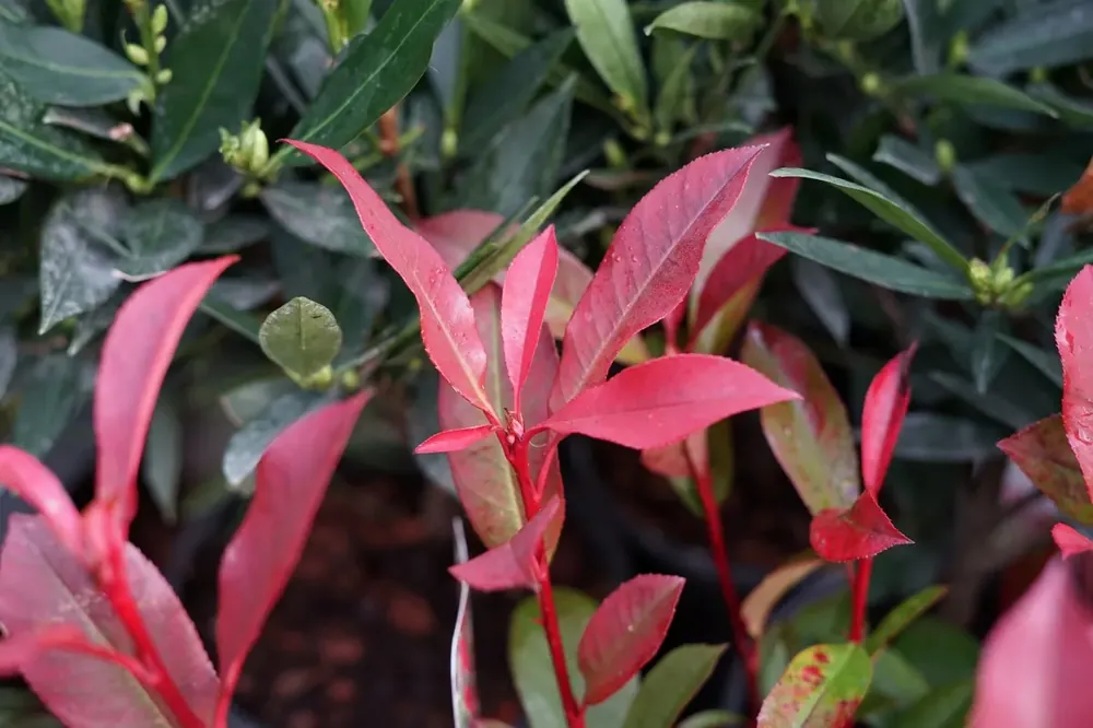 Nieuw binnengekomen - Glansmispel (Photinia fraseri ‘Carré Rouge‘)