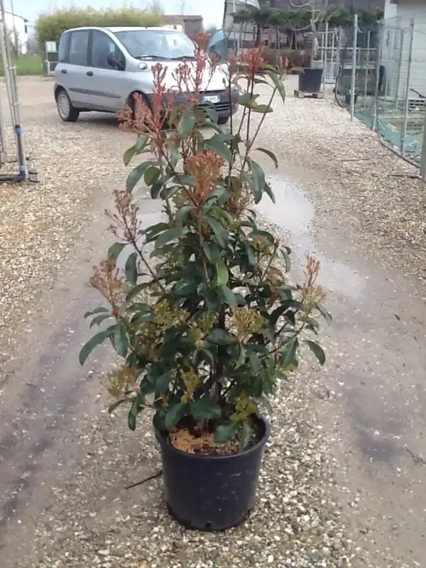 Glansmispel (Photinia ‘Robusta Compacta‘) - Extra voordeel