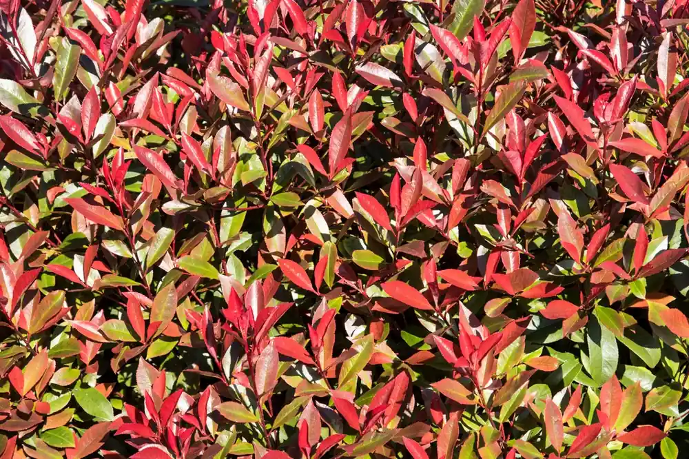 Glansmispel (Photinia fraseri ‘Mandarino‘) - Veilige betaling
