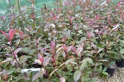 Deal | Glansmispel (Photinia fraseri ‘Camilvy‘)