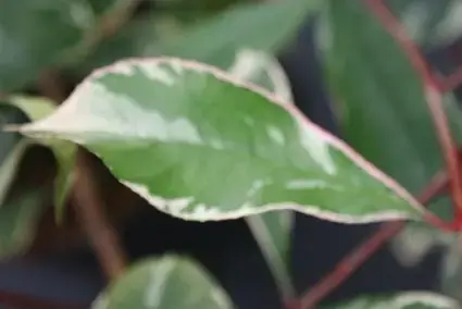 Online bestellen - Glansmispel (Photinia Pink Marble)