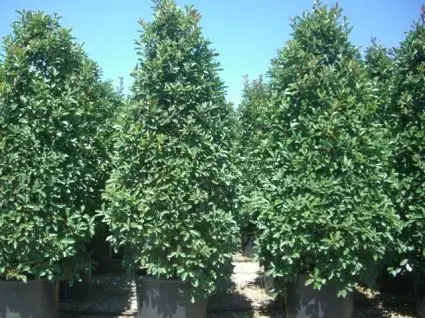 Nieuw binnen - Glansmispel, Pyramide (Photinia fraseri ‘Red Robin‘ )