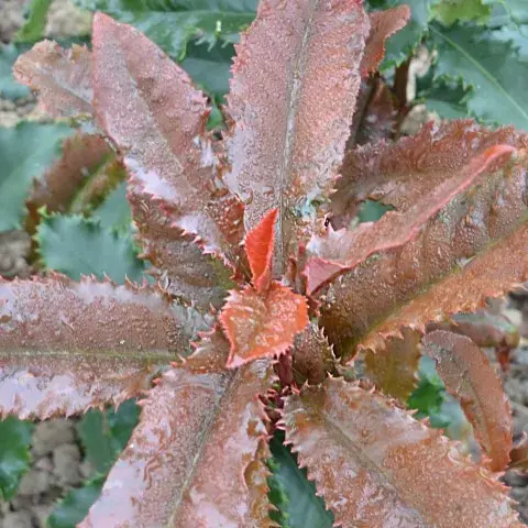 Fabrieksprijs | Glansmispel (Photinia serratifolia ‘Crunchy’)
