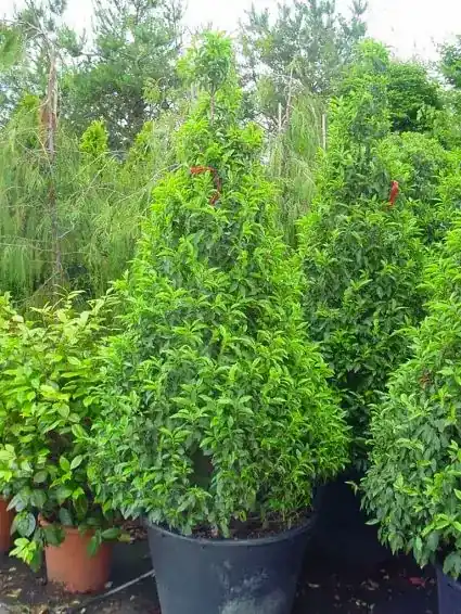 Portugese laurier, piramide (Prunus lusitanica ) | Scherpe prijs
