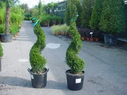 Nieuw - Taxus als spiraal (Taxus baccata)