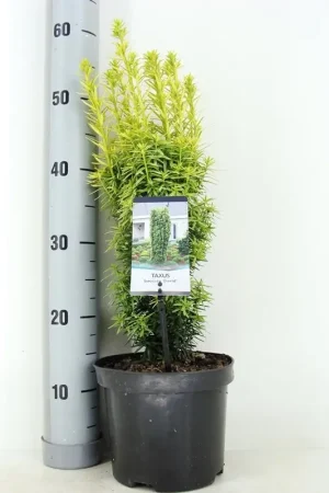 Actie | Gele venijnboom (Taxus baccata ‘David‘)