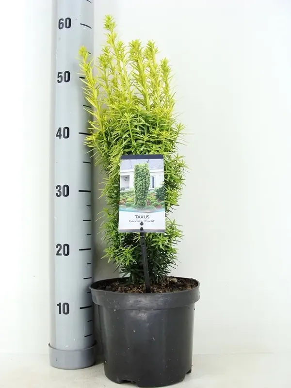 Actie | Gele venijnboom (Taxus baccata ‘David‘)