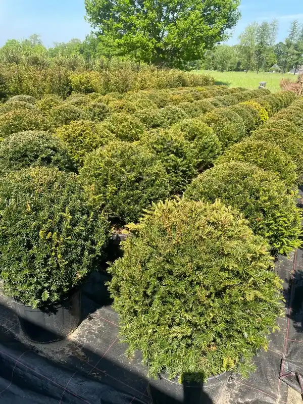 Tijdelijk aanbod - Taxusbol (Taxus baccata)