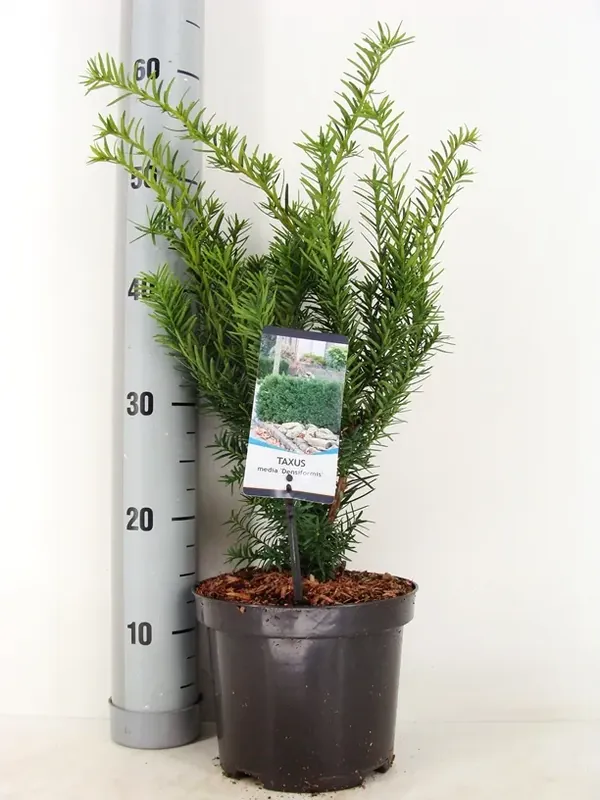 Erg populair - Taxus (Taxus media ‘Densiformis‘)