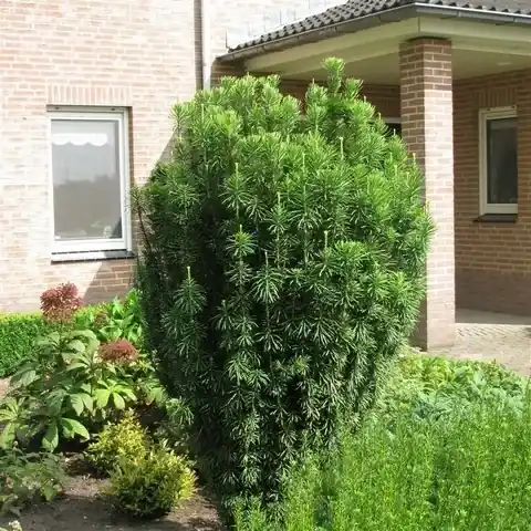 Knoptaxus (Cephalotaxus harringtonia ‘Fastigiata‘) | Net toegevoegd