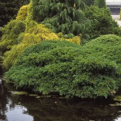 Klaar voor verzending - Taxus (Taxus baccata ‘Repandens‘)