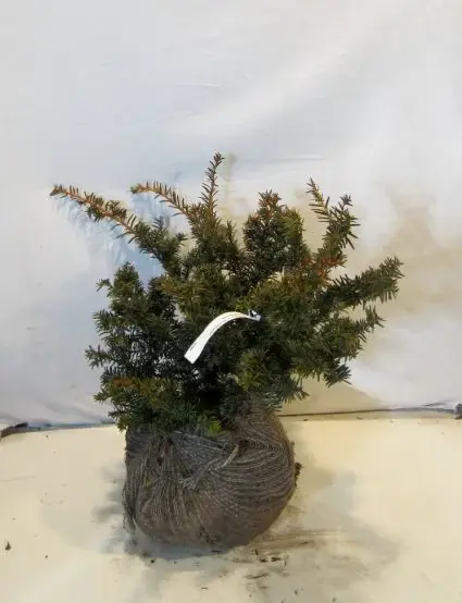 Taxus (Taxus baccata ‘Summergold‘) - Extra korting