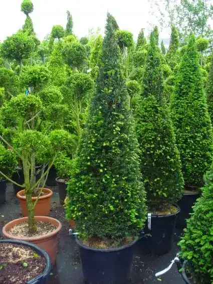 Taxus als kegel (Taxus baccata) | Bestseller