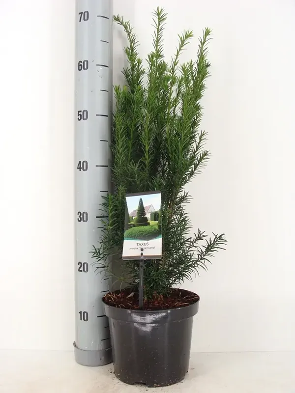 Opruiming | Taxus (Taxus media ‘Groenland‘)