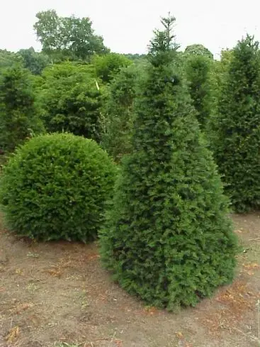 Hoog gewaardeerd | Taxus als Egyptische pyramide (Taxus baccata)