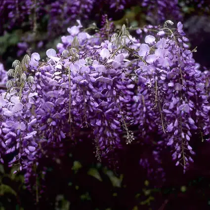 Laatste dagen - Blauweregen (Wisteria Prolific) kopen met garantie? - Rijke bloei