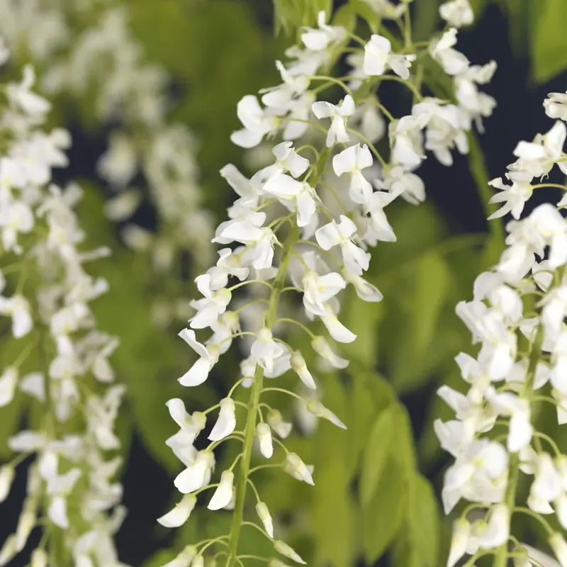 Bespaar nu | Japanse blauwe regen, wit (Wisteria floribunda ‘Alba‘)