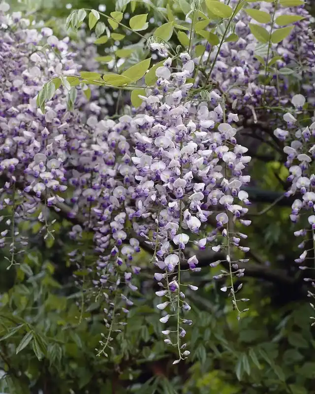 Japanse blauwe regen (Wisteria floribunda ‘Issai-naga‘) - Lage prijs