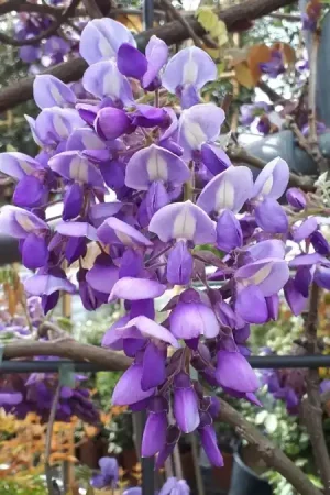 Wisteria als klimplant (Wisteria brachybotrys ‘Yokohama Fuji‘) | Nieuw binnen