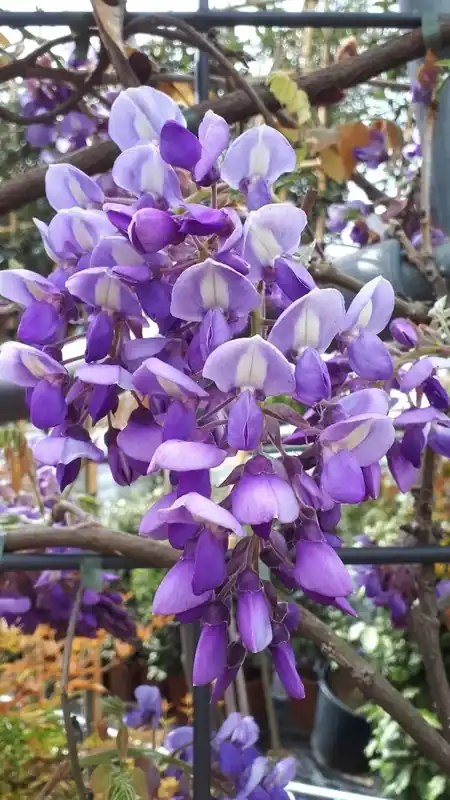 Wisteria als klimplant (Wisteria brachybotrys ‘Yokohama Fuji‘) | Nieuw binnen