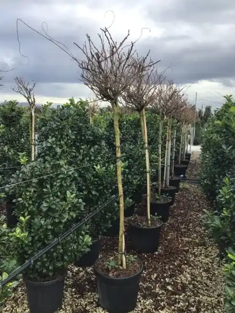 Blauweregen als boom (Wisteria floribunda ‘Kapitan Fuji‘) | Superprijs