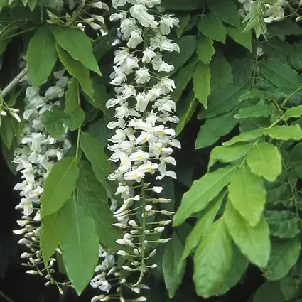 Blauwe regen, wit (Wisteria sinensis ‘Alba‘) | Zojuist toegevoegd
