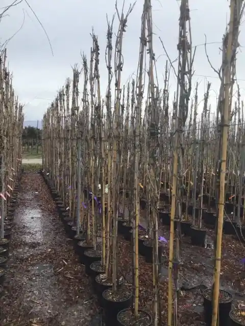 Blauweregen (Wisteria floribunda ‘Geisha‘) | Uitverkoop