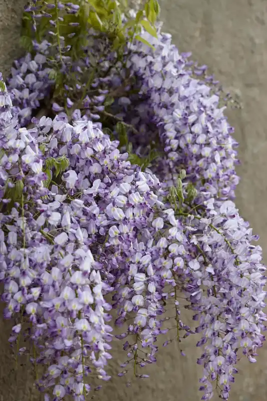 Blauweregen (Wisteria floribunda ‘Domino‘) | Laatste stuks