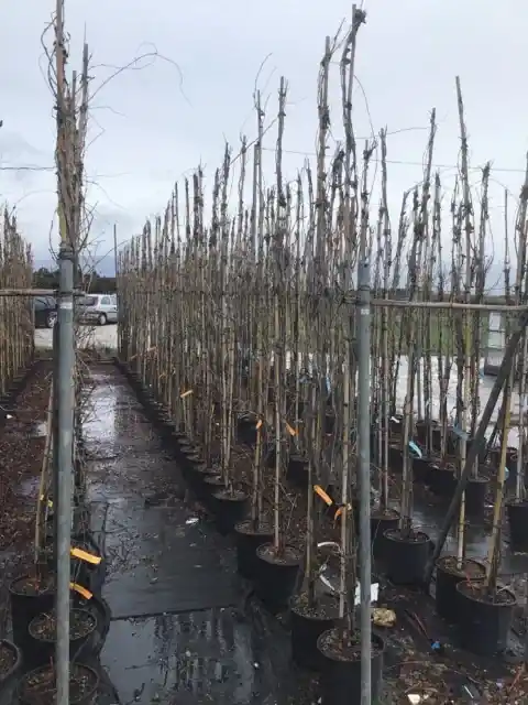 Nieuw binnen | Blauweregen (Wisteria floribunda ‘Russeliana‘)