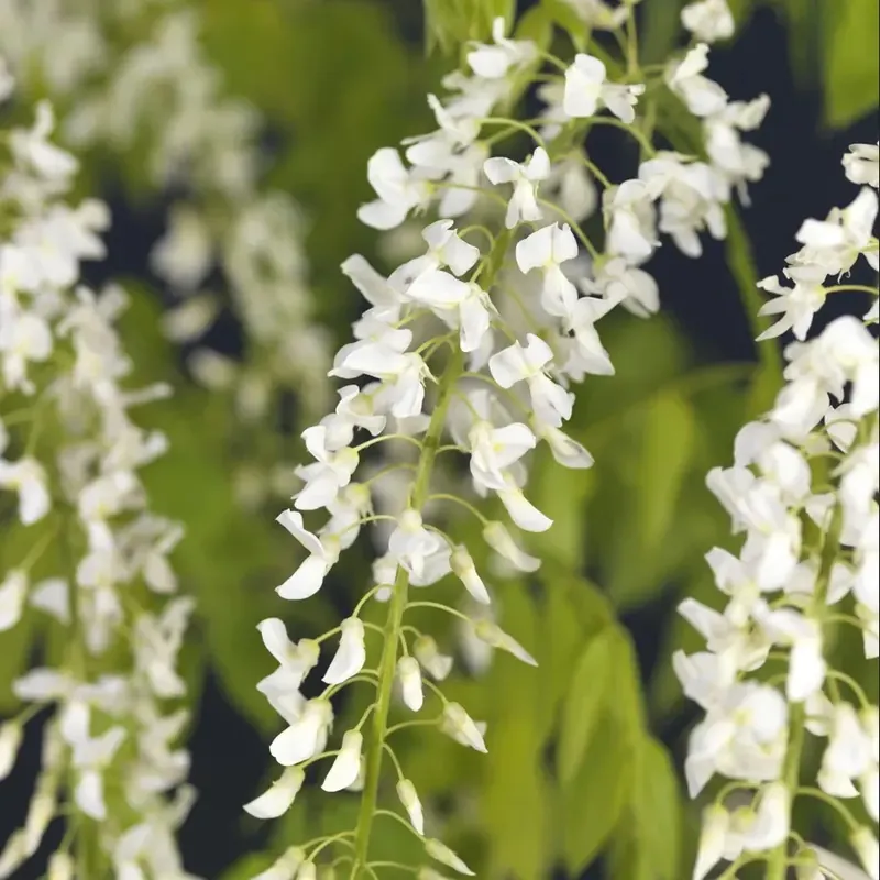 Blauweregen (Wisteria floribunda ‘Snow Showers‘) | Aanbieding