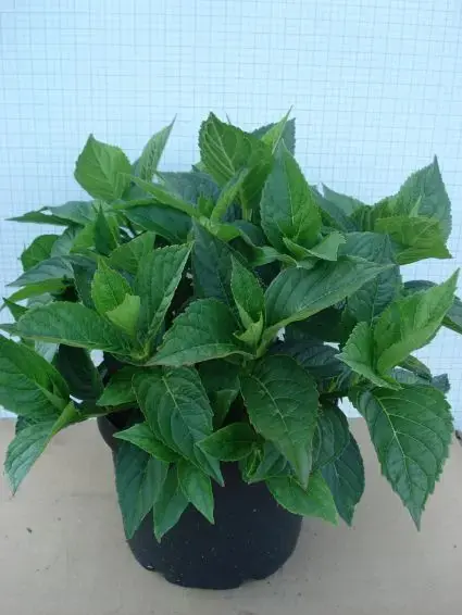 Hortensia (Hydrangea macrophylla ‘Mariesii Perfecta‘) - Hoge kwaliteit