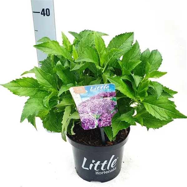 Kleinblijvende Hortensia (Hydrangea macr. ‘Little Blue‘®) - Nieuw binnengekomen