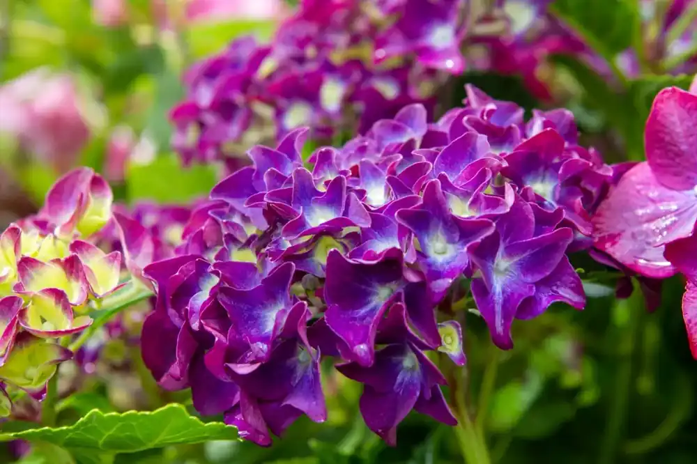 Topkwaliteit | Hortensia paars (Hydrangea ‘Forever&Ever‘)