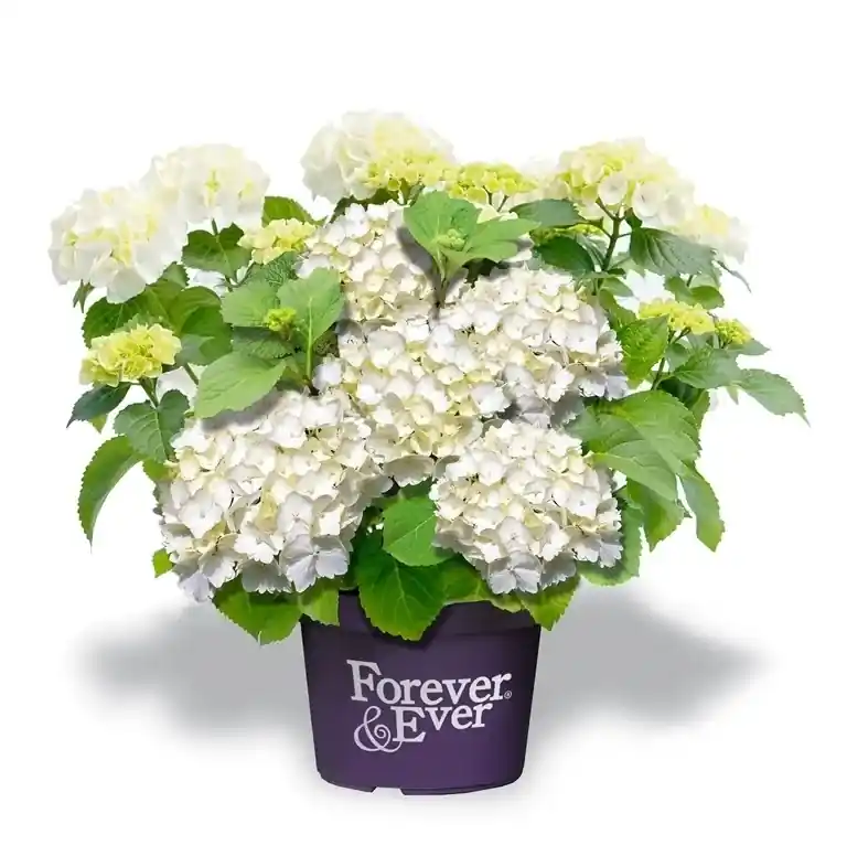 Hortensia wit (Hydrangea ‘Forever&Ever‘) - Extra voordeel