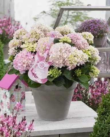 Hortensia Soft Pink Salsa (Hydrangea ‘Music Collection‘) | Nieuwe release