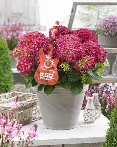 Hortensia Red Reggae (Hydrangea ‘Music Collection‘) - Favoriet van klanten
