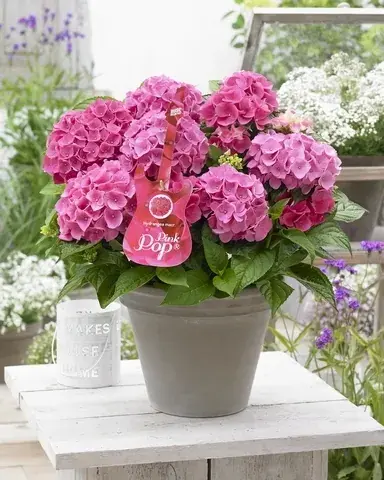 Hortensia Pink Pop (Hydrangea ‘Music Collection‘) | Premiumkwaliteit