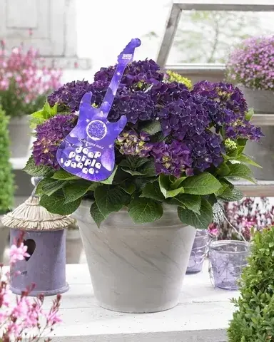 Bespaar meer | Hortensia Deep Purple Dance (Hydrangea ‘Music Collection‘)