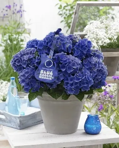 Klaar voor verzending - Hortensia Blue Boogiewoogie (Hydrangea ‘Music Collection‘)