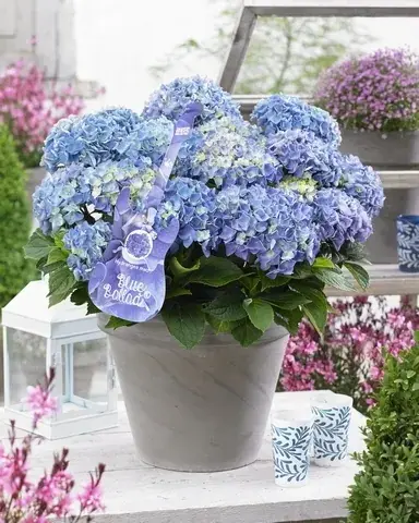 Hortensia Blue Ballad (Hydrangea ‘Music Collection‘) - Koop vandaag