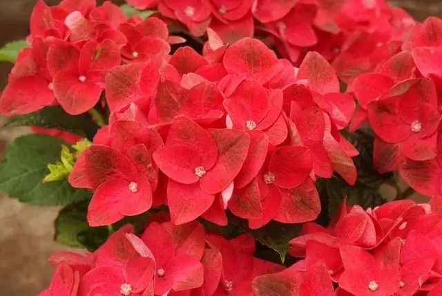 Prijs verlaagd | Hortensia (Hydrangea macrophylla ‘Green Shadow‘)